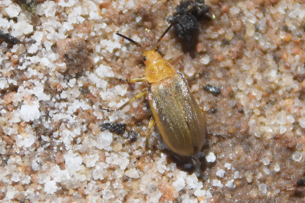 Beet Leaf Beetle