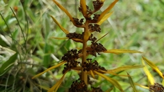 Aciphylla hectori
