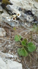 Geum cockaynei