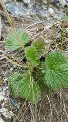 Geum cockaynei