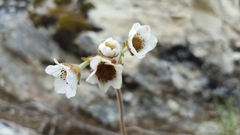 Geum cockaynei