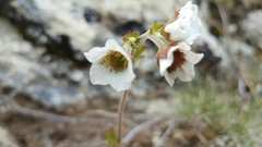 Geum cockaynei