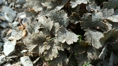 Ranunculus crithmifolius