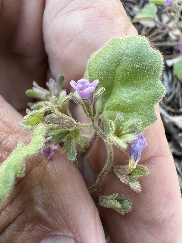 Handsome phacelia (Phacelia peirsoniana)