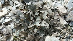 Ranunculus crithmifolius