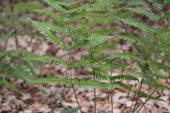 Dryopteris erythrosora