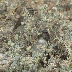 Crithagra albogularis