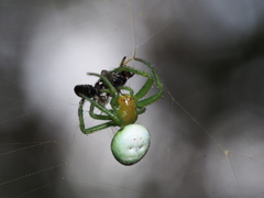 Aoaraneus pentagrammicus