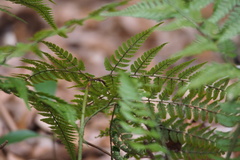 Dryopteris sacrosancta