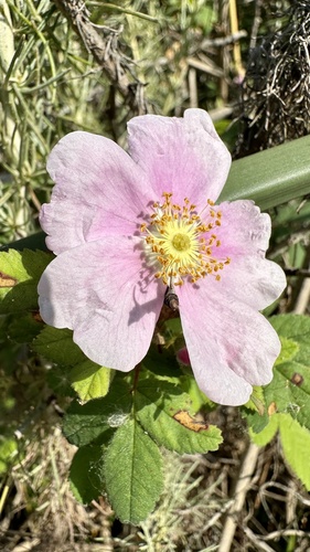 iNaturalist observation photo of California Wild Rose
