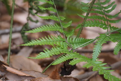 Dryopteris sacrosancta