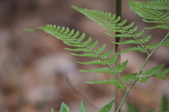 Dryopteris sacrosancta