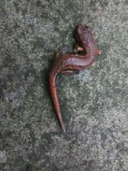 Speleomantes italicus