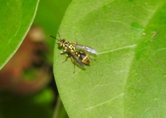 Ropalidia flavopicta