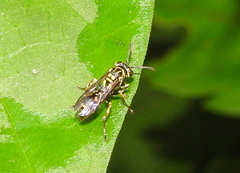 Ropalidia flavopicta