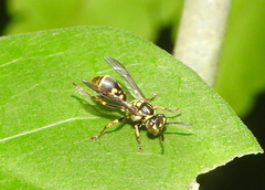Ropalidia flavopicta