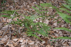 Dryopteris sacrosancta