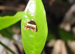 Choreutis argoxantha
