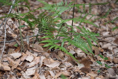 Dryopteris sacrosancta