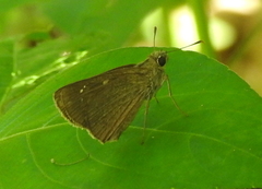 Polytremis lubricans