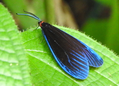 Pompelon marginata
