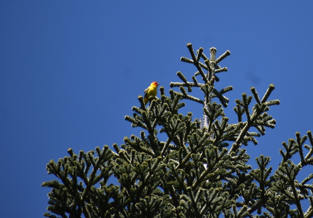 Western Tanager from El Dorado County, CA, USA on July 1, 2023 at 1140