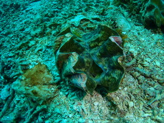 Hippopus hippopus