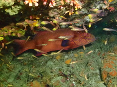 Plectropomus oligacanthus