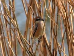 Lanius bucephalus
