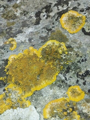 Variospora aurantia