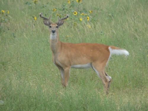 White-tailed Deer photographed in Kansas
