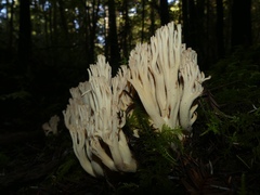 Ramaria acrisiccescens