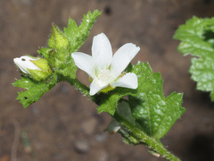 Anisodontea biflora