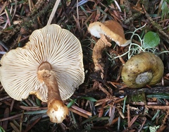 Cystoderma carcharias fallax