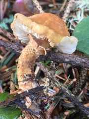 Cystoderma carcharias fallax
