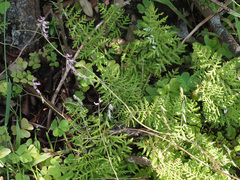 Cysticapnos cracca