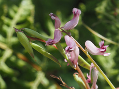 Cysticapnos cracca