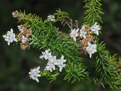 Globulariopsis adpressa