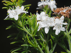 Globulariopsis adpressa