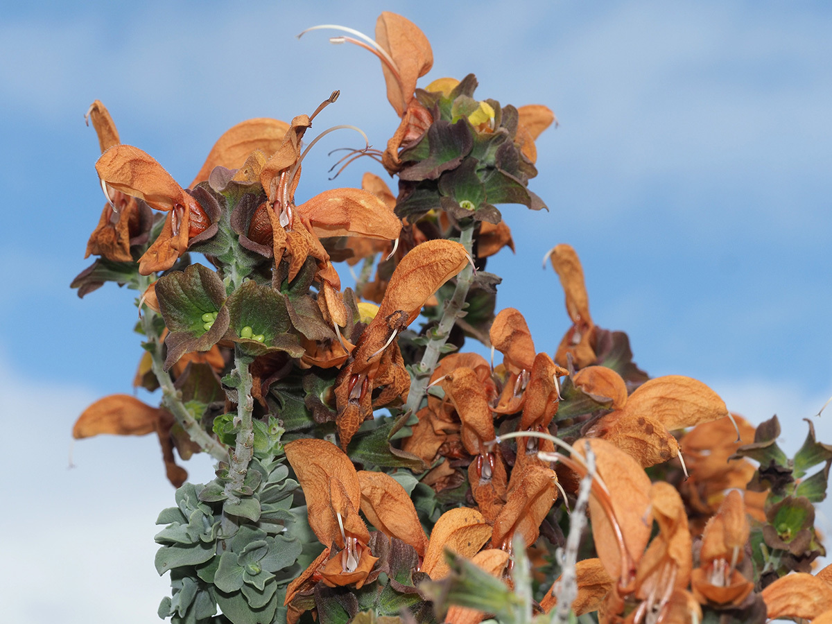 Salvia aurea