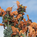 Salvia aurea - Photo (c) Felix Riegel,  זכויות יוצרים חלקיות (CC BY-NC), הועלה על ידי Felix Riegel