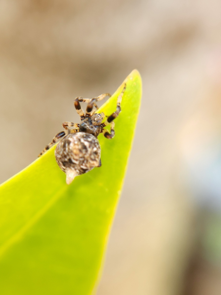 Cyclosa morretes