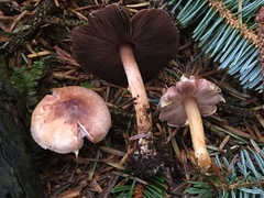 Agaricus diminutivus