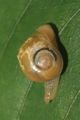 Helicarion perfragilis