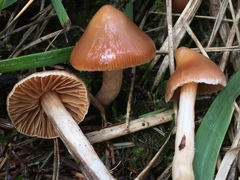 Cortinarius obtusus