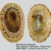 Benhamina obliquata - Photo (c) WoRMS Editorial Board, algunos derechos reservados (CC BY-NC-SA)