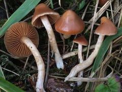 Cortinarius obtusus