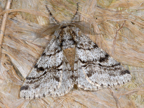 Brindled Beauty Moth