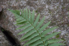 Dryopteris uniformis