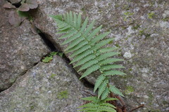 Dryopteris uniformis